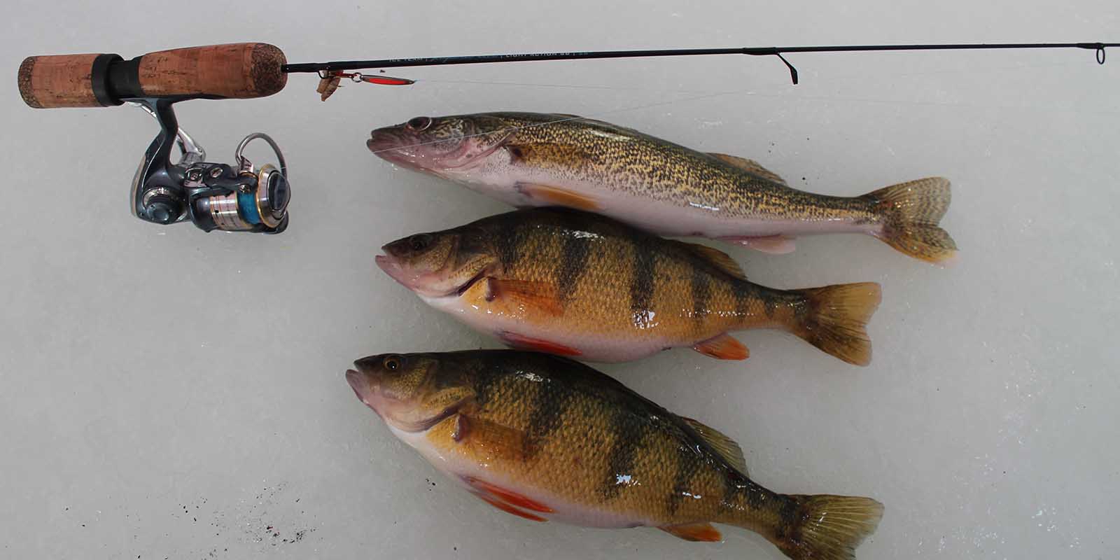 Ice Team Rod with Perch and walleye